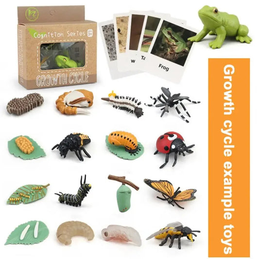 Montessori Animal Life Cycle Figures – Educational Fun Learning Game